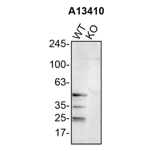 WB Image