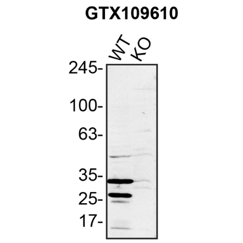 WB Image