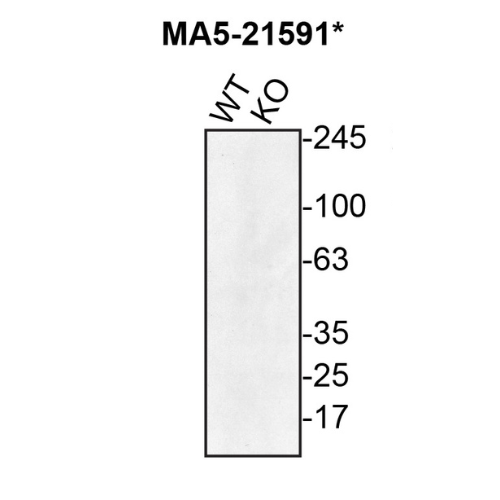 WB Image