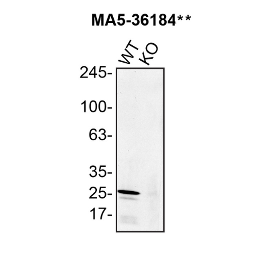 WB Image
