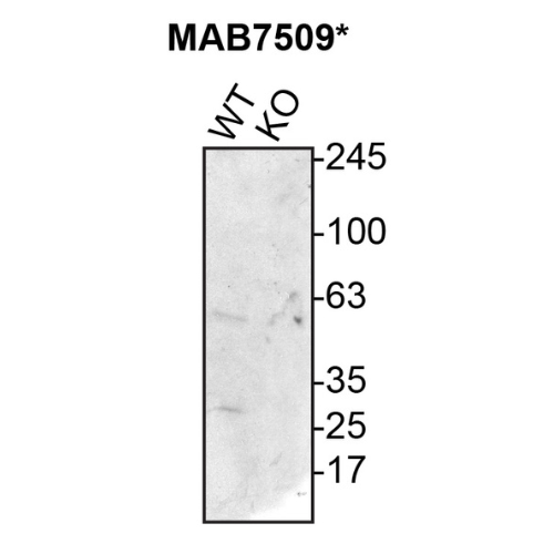 WB Image