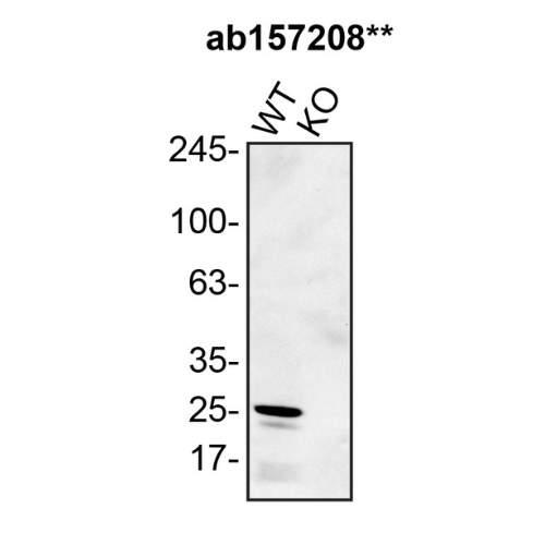 WB Image