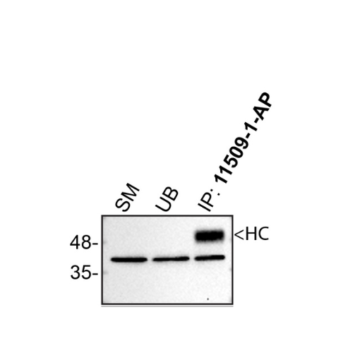 IP Image