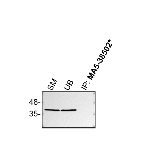 IP Image