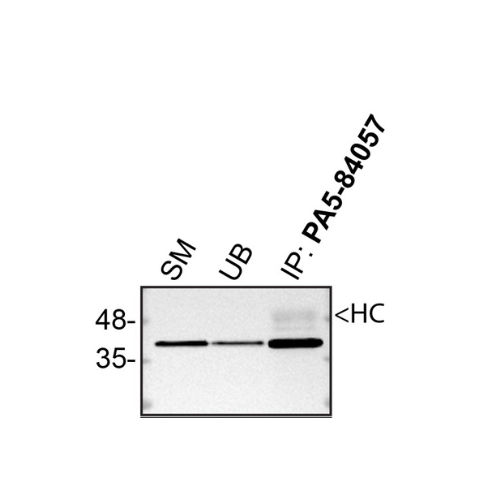 IP Image