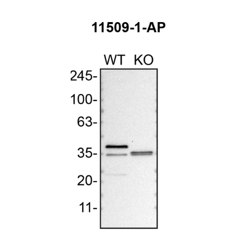WB Image