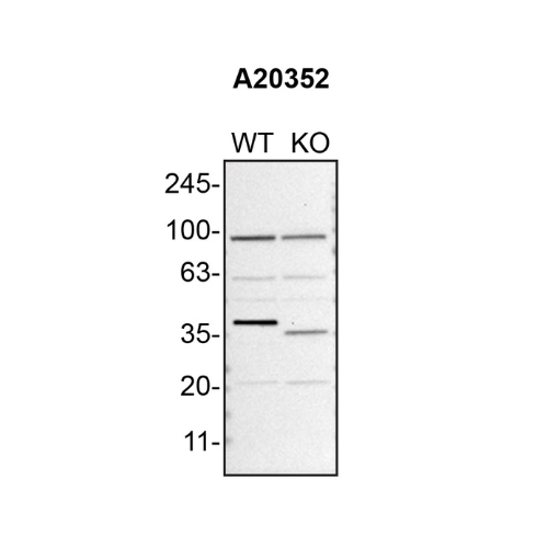 WB Image