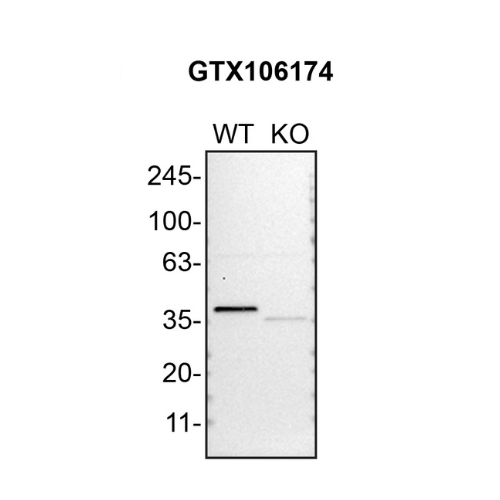 WB Image