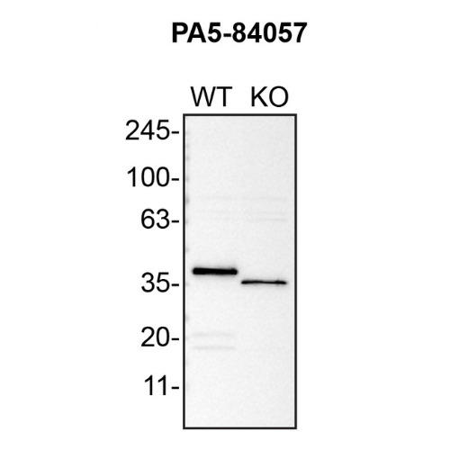 WB Image