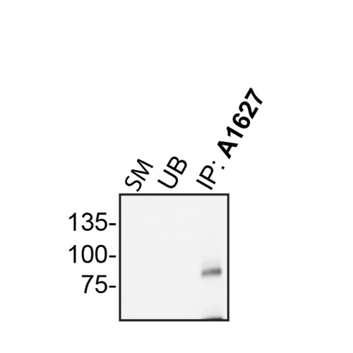 IP Image