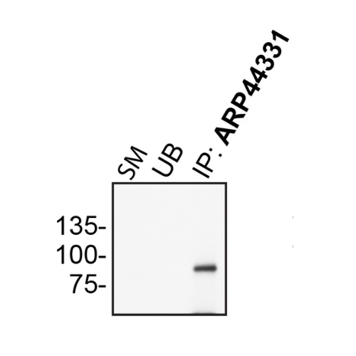 IP Image