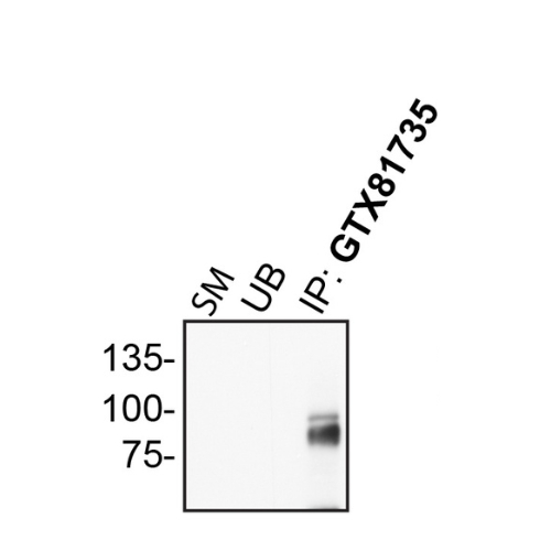 IP Image