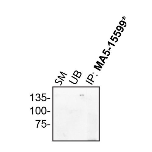 IP Image