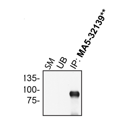 IP Image