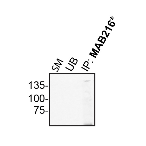 IP Image