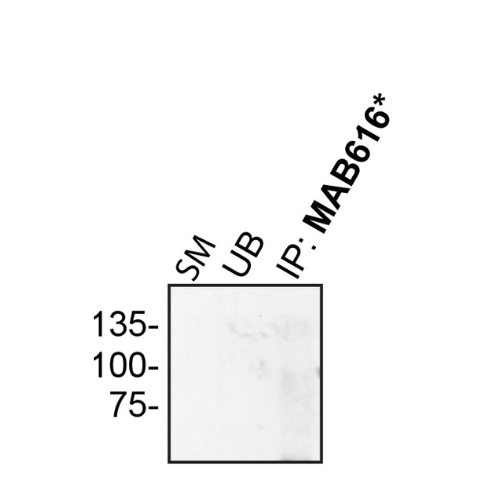 IP Image