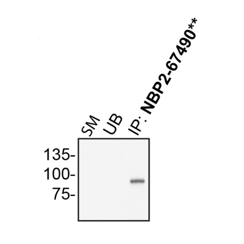 IP Image