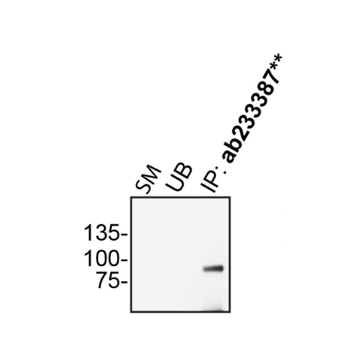 IP Image