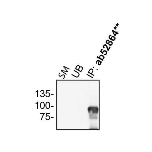 IP Image