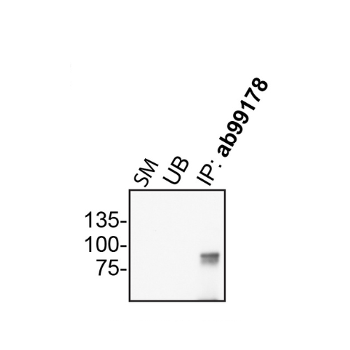 IP Image