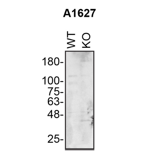 WB Image