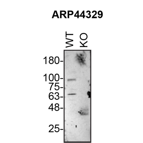 WB Image