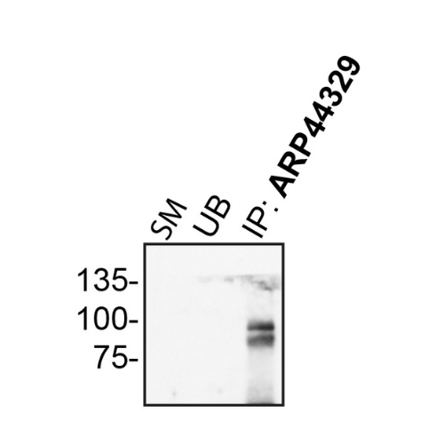 IP Image