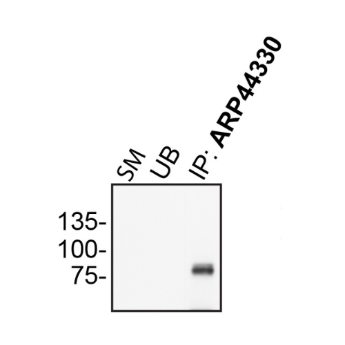 IP Image