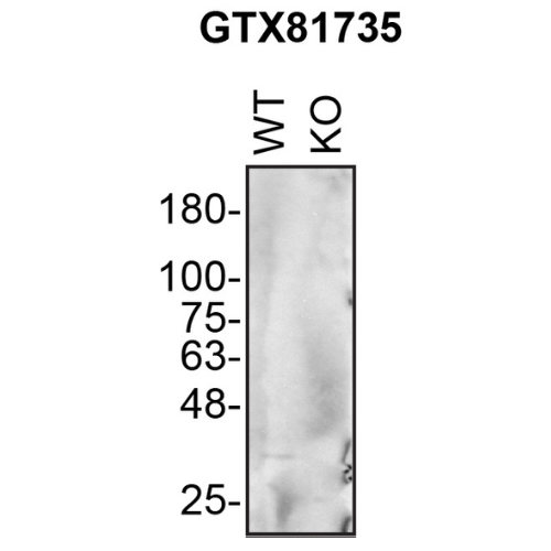 WB Image