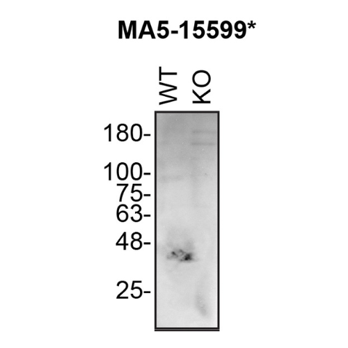 WB Image