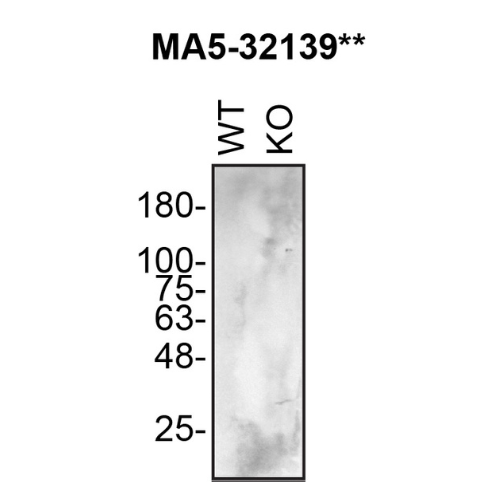 WB Image