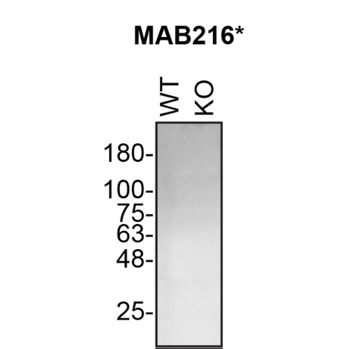 WB Image