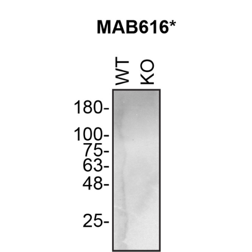 WB Image
