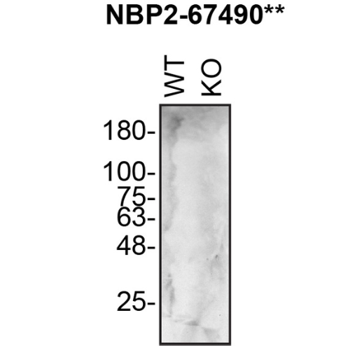 WB Image