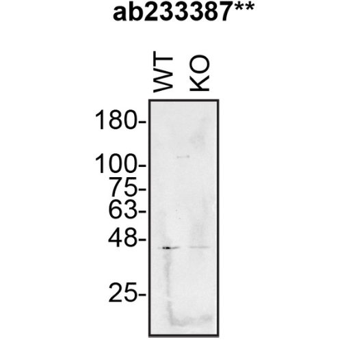 WB Image