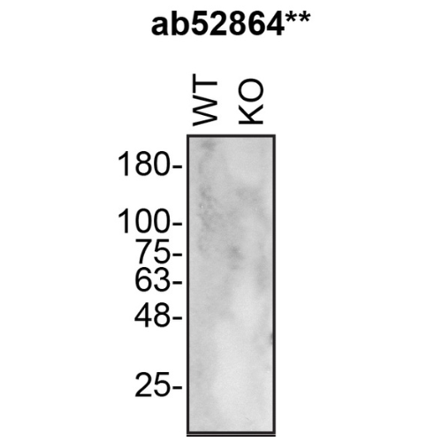 WB Image