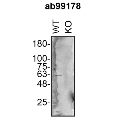 WB Image