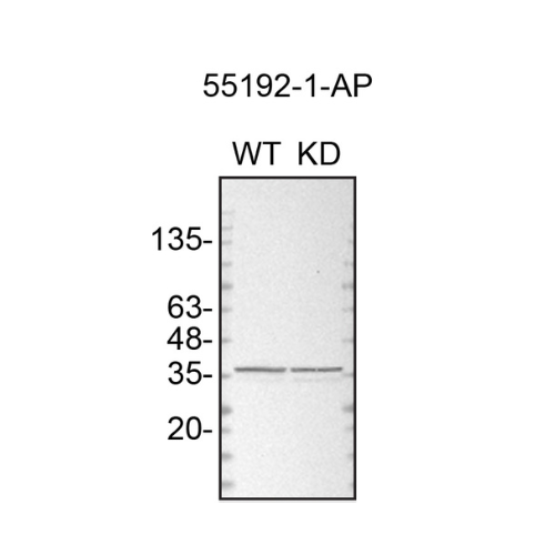 WB Image
