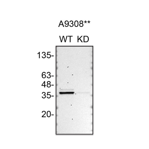 WB Image