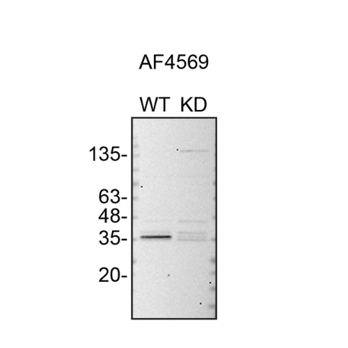 WB Image