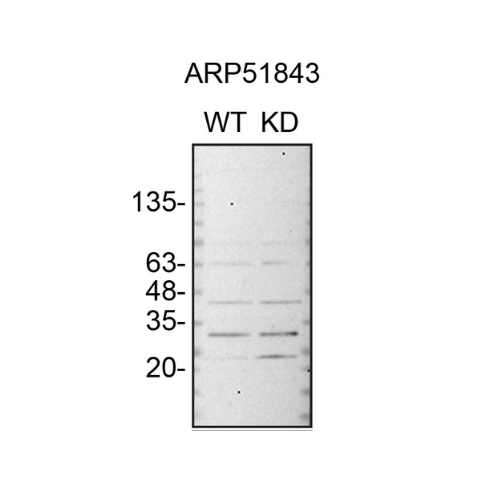 WB Image