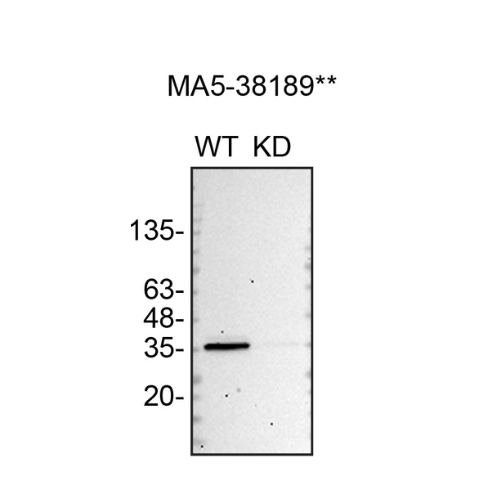 WB Image