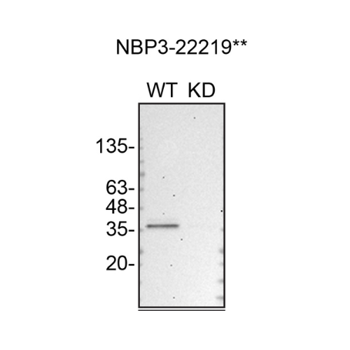 WB Image