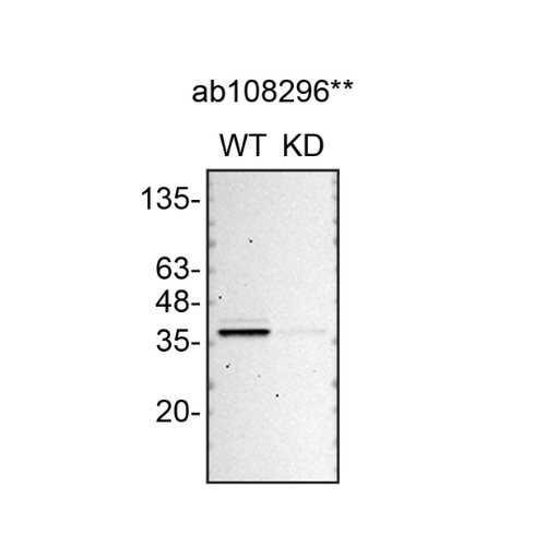 WB Image