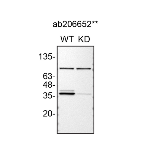 WB Image