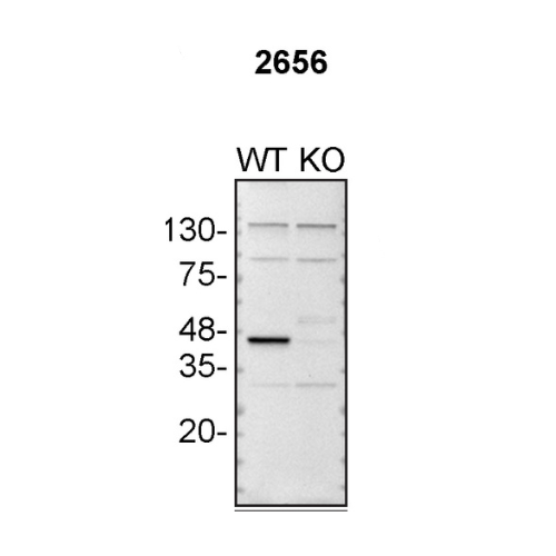 WB Image
