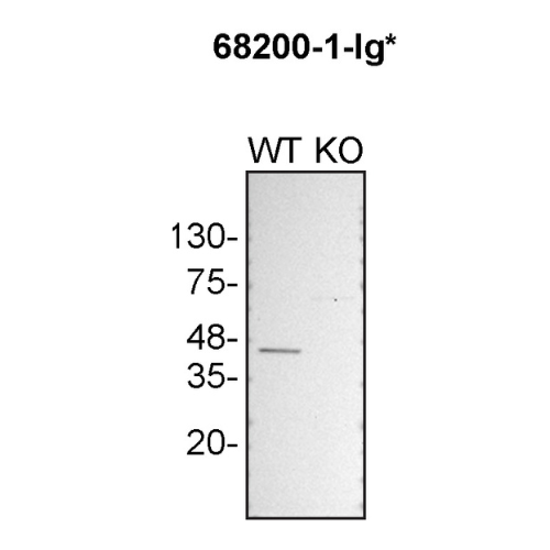 WB Image