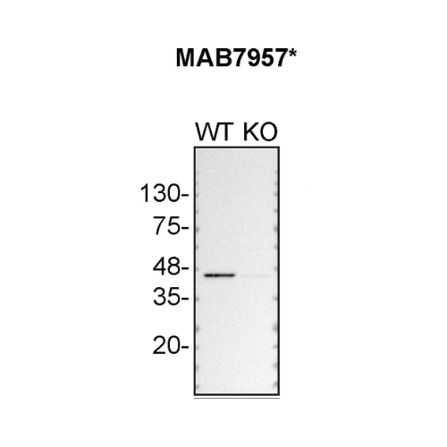 WB Image