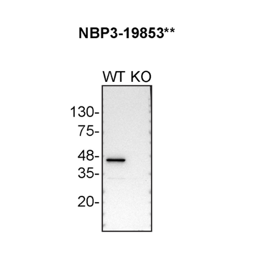 WB Image