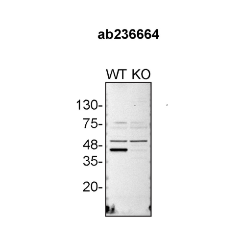 WB Image